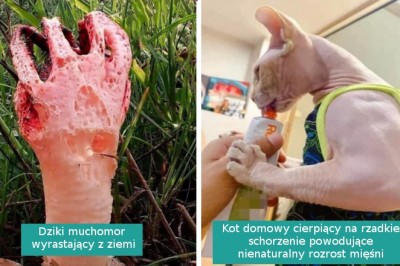 16 sytuacji, w których natura pokazała nam nowe cuda