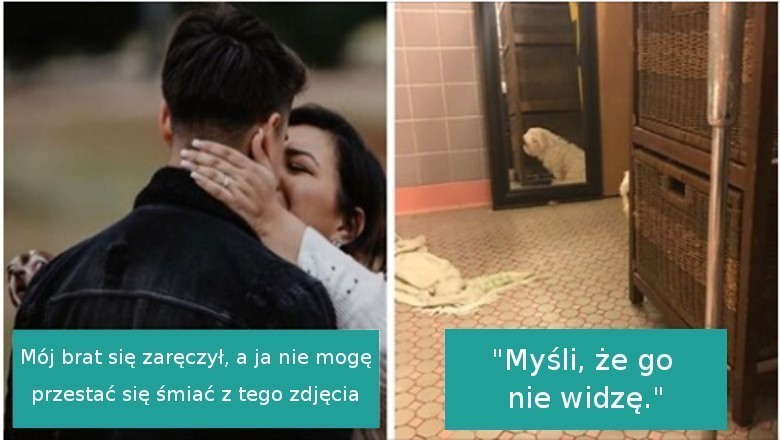 17 wścibskich psów, które po prostu musiały wcisnąć nos w nieodpowiednie miejsce