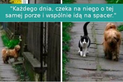 17 zwierząt, których mają całkowicie ludzkie uczucia i odruchy