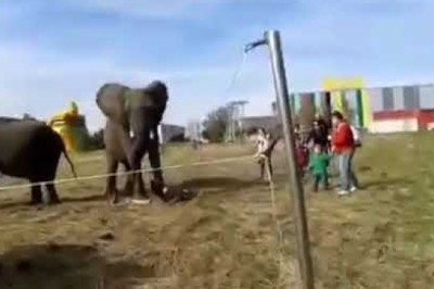 Podeszła za blisko wybiegu dla słoni i szybko pożałowała