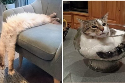 19 kotów, które nadały nowe znaczenie słowom giętkość i komfort