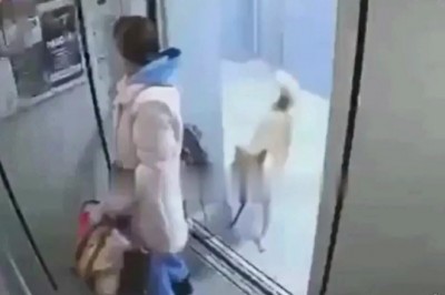 Kiedy wchodzisz do windy bez psa i jesteś do niego przywiązana