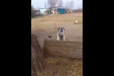 Kiedy drażnisz psa i szybko tego żałujesz