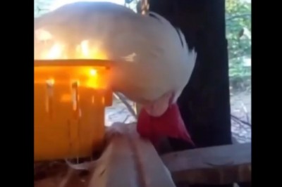 Chyba nic dziwniejszego dzisiaj nie zobaczycie