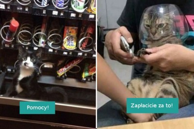16 kotów, które znalazły się w naprawdę dziwnych sytuacjach