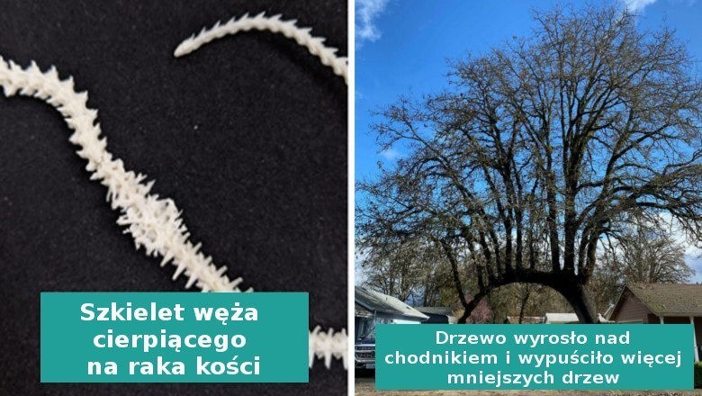 17„umiarkowanie interesujących” rzeczy stworzonych przez Matkę Naturę