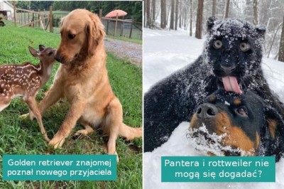17 przykładów przyjaźni pokazujących, że zwierzęta też mają złote serca