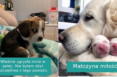 20 zdjęć pokazujących, że złość i miłość to powszechne uczucia u naszych zwierzaków