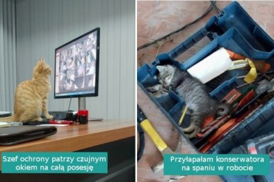 16 kotów, które zasługują na miano wzorowych pracowników