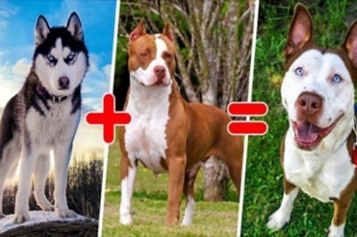 15 mieszanych ras psów, które potrafią zaskoczyć swoją oryginalnością