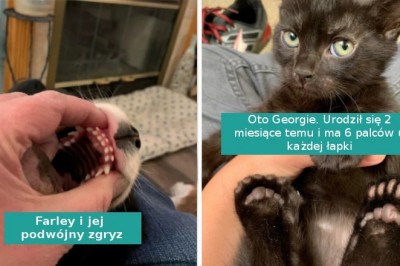 16 wyjątkowych cech szczególnych u zwierzaków, które czynią je wyjątkowymi