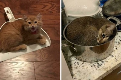 15 zdjęć kotów na które zostały zastawione nietypowe ale skuteczne pułapki