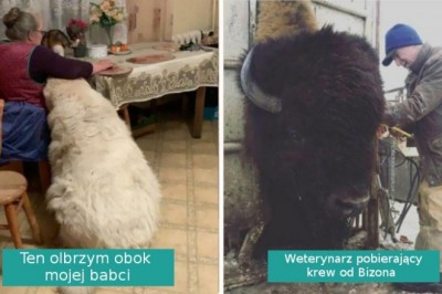 Galeria pokazująca rzeczy o wyjątkowo imponujących rozmiarach