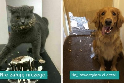 16 zdjęć pokazujących, że zwierzęta chodzą swoimi własnymi ścieżkami