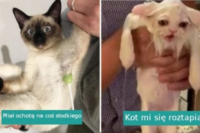 20 zwierząt, których zachowanie zaskoczyło nawet ich właścicieli