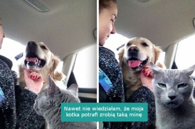17 zwierzaków, które okazują swoją zazdrość w zabawny sposób