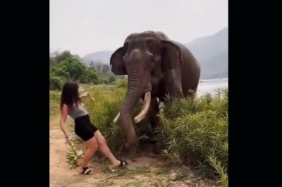 Szczuła dzikiego słonia bananem. Szybko tego pożałowała