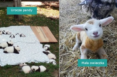 15 uroczych małych zwierzątek, które podbiły nasze serca