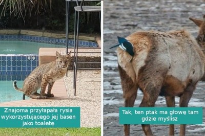 16 nieudanych fotografii dzikiej przyrody z gatunku „tak złe, że aż dobre”