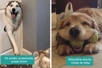 16 psów, które dostarczają swoim właścicielom nieprzerwanej rozrywki