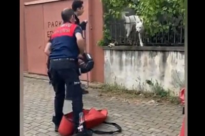 Akcja ratunkowa psa, który okazał się trollem