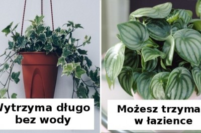 12 prostych w utrzymaniu roślin, które sprawdzą się jako ozdoba w każdym mieszkaniu