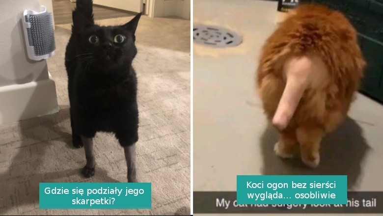 15 kotów, które przeszły zabawne strzyżenie przed zabiegiem u weterynarza