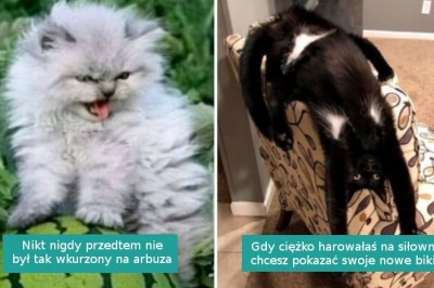 16 zdjęć i memów z kotami na poprawę nastroju