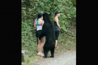 Miś kontra dziewczyny robiące sobie z nim selfie