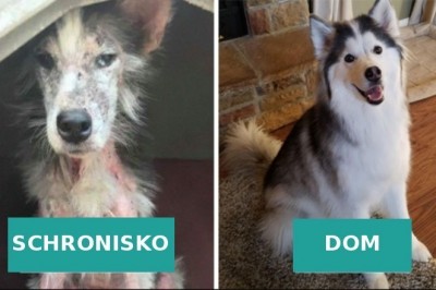 16 osób, które pokazały jak olbrzymie zmiany zaszły w ich psiakach po adopcji