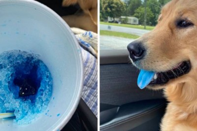 16 zabawnych zwierzaków, które zostały przyłapane na bezczelnej kradzieży jedzenia