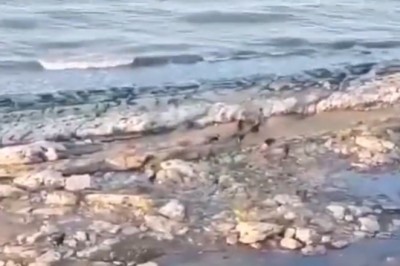 Sfora psów atakuje przypadkowego turystę na plaży