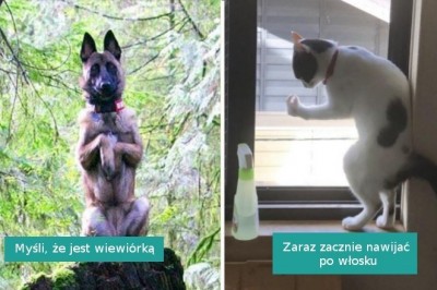 16 osób, które musiały pogodzić się z tym, że ich zwierzaki są „zepsute”