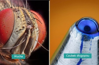 20 zdjęć pokazujących, że zwyczajne rzeczy wyglądają zupełnie inaczej w przybliżeniu