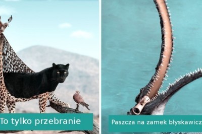 Artysta używa wyobraźni, by pokazać, co robią zwierzęta, kiedy ich nie widzimy