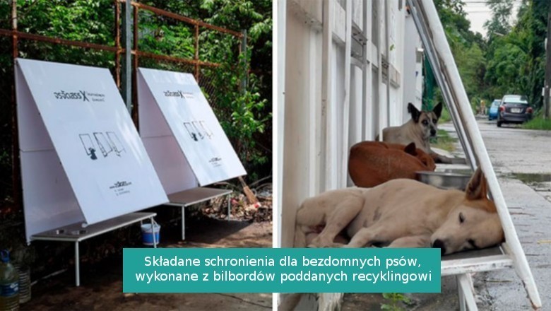 15 genialnych pomysłów, którymi kreatywni właściciele docenili swoje zwierzęta