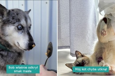 16 dowodów na to, że ludzie nigdy do końca nie zrozumieją zwierzaków