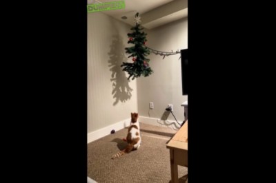 Nie ma takiej choinki do której kot by się nie dobrał