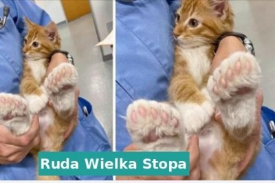 17 zwierząt obdarzonych wyjątkowymi cechami