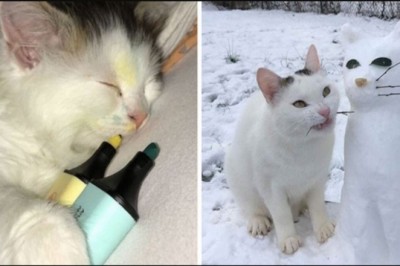 16 kotów, które rozbawiły właścicieli swoim nietypowym zachowaniem