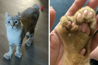 18 zwierząt obdarzonych niepowtarzalnym wyglądem