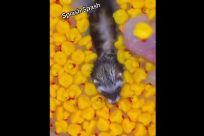 Kąpiel małej fretki która każdego przyprawi o zawał