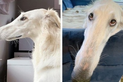 19 uroczych zwierzaków, które otrzymały od natury coś dodatkowego