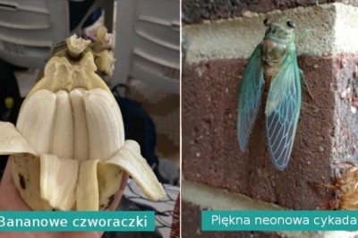 20 cudów natury, które pokazują, że świat jest pełen niespodzianek