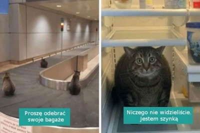 16 zabawnych i dziwacznych fotografii zwierzaków tam, „gdzie nie powinno ich być”