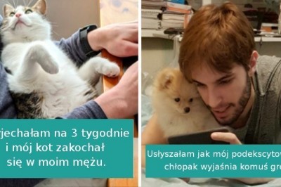 20 bezwstydnych zwierzaków, które skradły partnerów swoich właścicieli