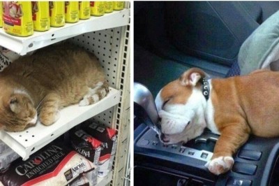 16 słodkich śpiochów, które zostały przyłapane na drzemce w najdziwniejszych miejscach