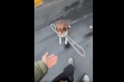 Pies który koniecznie musi być na smyczy bo się wkurza