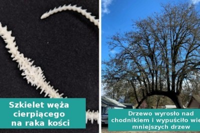 16„umiarkowanie interesujących” rzeczy stworzonych przez Matkę Naturę