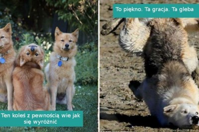 18 zupełnie niefotogenicznych zwierzaków, które rozbawiły nas do łez